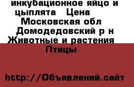 инкубационное яйцо и цыплята › Цена ­ 50 - Московская обл., Домодедовский р-н Животные и растения » Птицы   